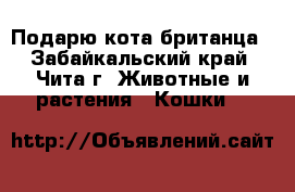 Подарю кота британца - Забайкальский край, Чита г. Животные и растения » Кошки   